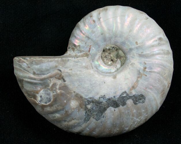 Silver Iridescent Ammonite - Madagascar #7781